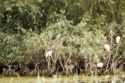 Bihoreau gris - Aigrette garzette_7D1_3662-2 null