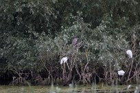 Bihoreau gris - Aigrette garzette Lac du Der