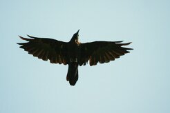 grand_corbeau_01 null