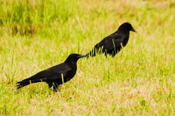 grand_corbeau_02 null