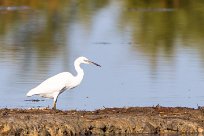 Aigrette garzette Aigrette garzette