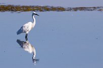 Aigrette garzette Aigrette garzette