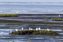 Aigrette garzette Aigrette garzette