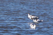 Avocette elegante Avocette elegante