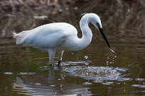 Aigrette garzette Aigrette garzette