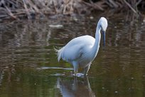 Aigrette garzette Aigrette garzette