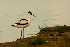 avocette_elegante_11 null