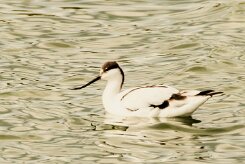 Avocette élégante_737A5968 null