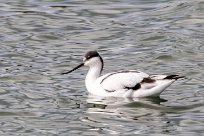 Avocette élégante Avocette élégante