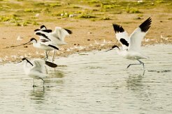 Avocette élégante_737A5974 null