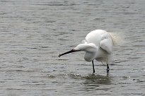 Aigrette garzette Aigrette garzette