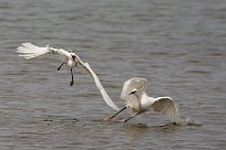 Aigrette garzette Aigrette garzette