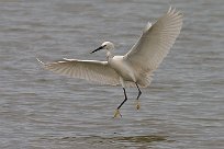 Aigrette garzette Aigrette garzette