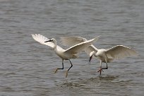 Aigrette garzette Aigrette garzette