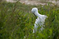 Aigrette garzette Aigrette garzette