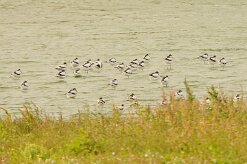 avocette_elegante_10-2 null