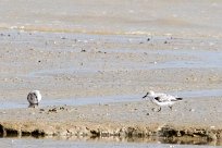 Bécasseau sanderling Bécasseau sanderling