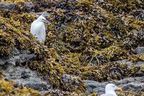 Aigrette garzette Aigrette garzette