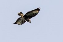 Buse variable Buse variable