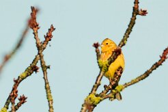 bruant_jaune_02 null
