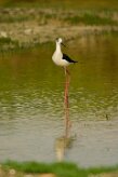 echasse_blanche_05 null