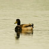 canard_colvert_03 null