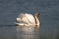 cygne_tubercule_01-2