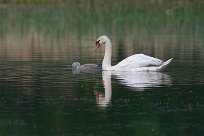 cygne_tubercule_04-2