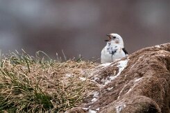 Bruant des neiges Île de Grimsey
