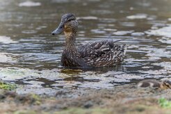Canard colvert Landmannalaugar