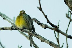 serin_cini_07 null