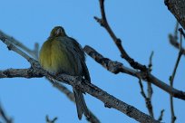 serin_cini_07-2