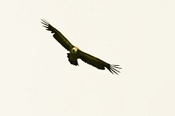 vautour_fauve_01 null