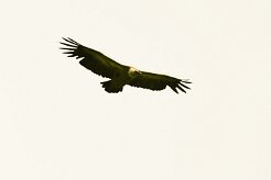 vautour_fauve_03 null