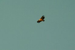 vautour_fauve_04 null
