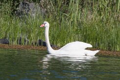 Cygne tuberculé _248434 null
