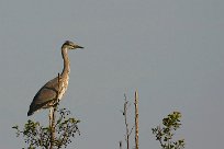 heron_cendre_103-2