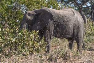 Eléphant Botswana - Senyati