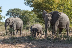 Eléphant Botswana - Senyati