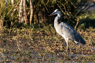 Grey Heron (Héron cendré) Botswana - Senyati