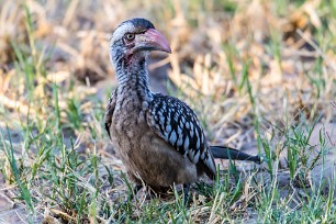 southern red-billed hornbill (Calao à bec rouge) Botswana - Senyati