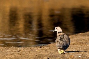 mourning collared dove (Tourterelle pleureuse) Botswana - Senyati