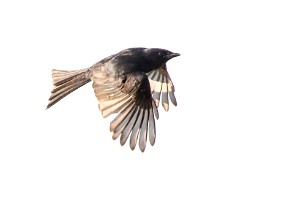 fork-tailed drongo (Drongo à queue fourchue) Botswana - Senyati