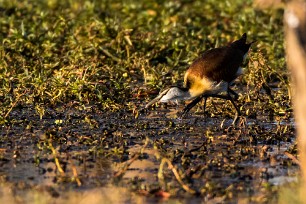 African jacana (Jacana à poitrine dorée) Botswana - Senyati