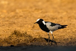 blacksmith lapwing (Vanneau armé) Botswana - Senyati