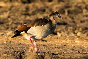 Egyptian goose (Ouette d'Egypte) Botswana - Senyati