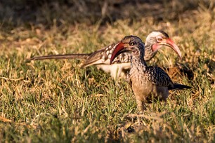 southern red-billed hornbill (Calao à bec rouge) Botswana - Senyati