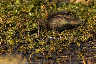 Glossy ibis (Ibis falcinelle) Botswana - Senyati