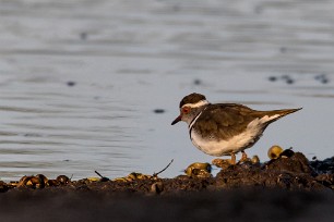 Three-banded plover (Pluvier à triple collier) Botswana - Senyati