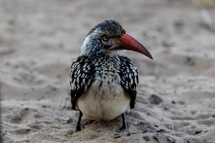 southern red-billed hornbill (Calao à bec rouge) Botswana - Senyati